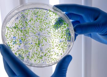 A closeup shot of a laboratory worker examining a green substance on a petri dish while conducting coronavirus research